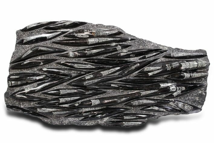 Polished Fossil Orthoceras (Cephalopod) Plate - Morocco #359683